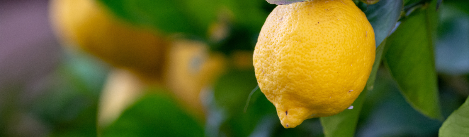 When life gives you lemons, make lemonade!