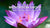 Every Tuesday 6:15-7:15 PM - East West Meditation Group - In Store